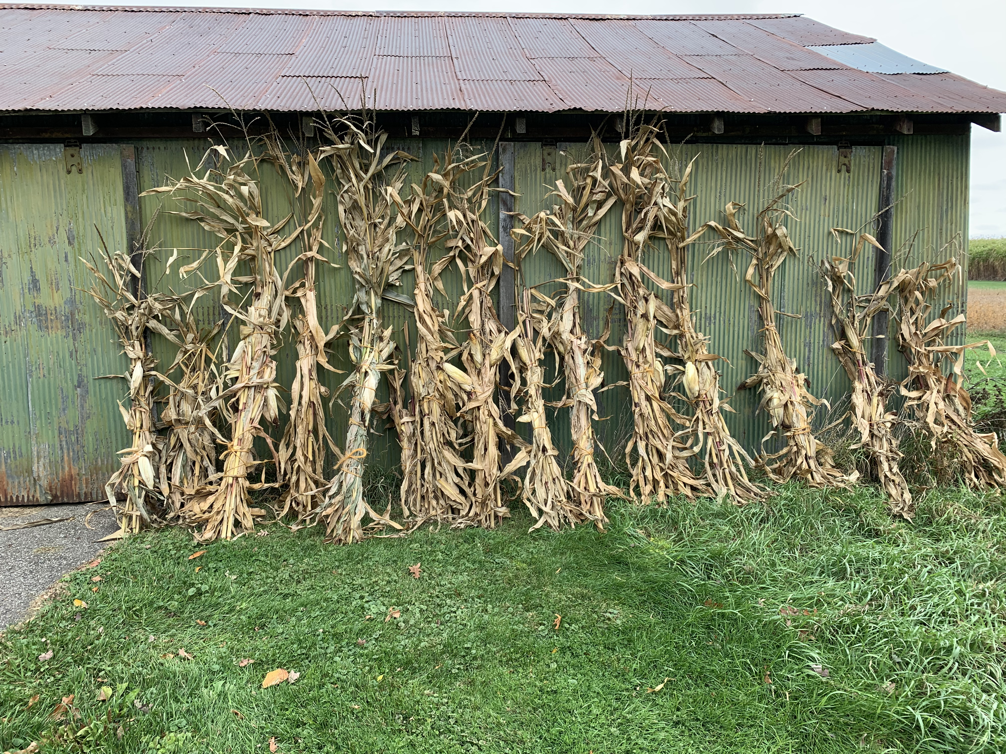 Corn harvested from GLBRC fields