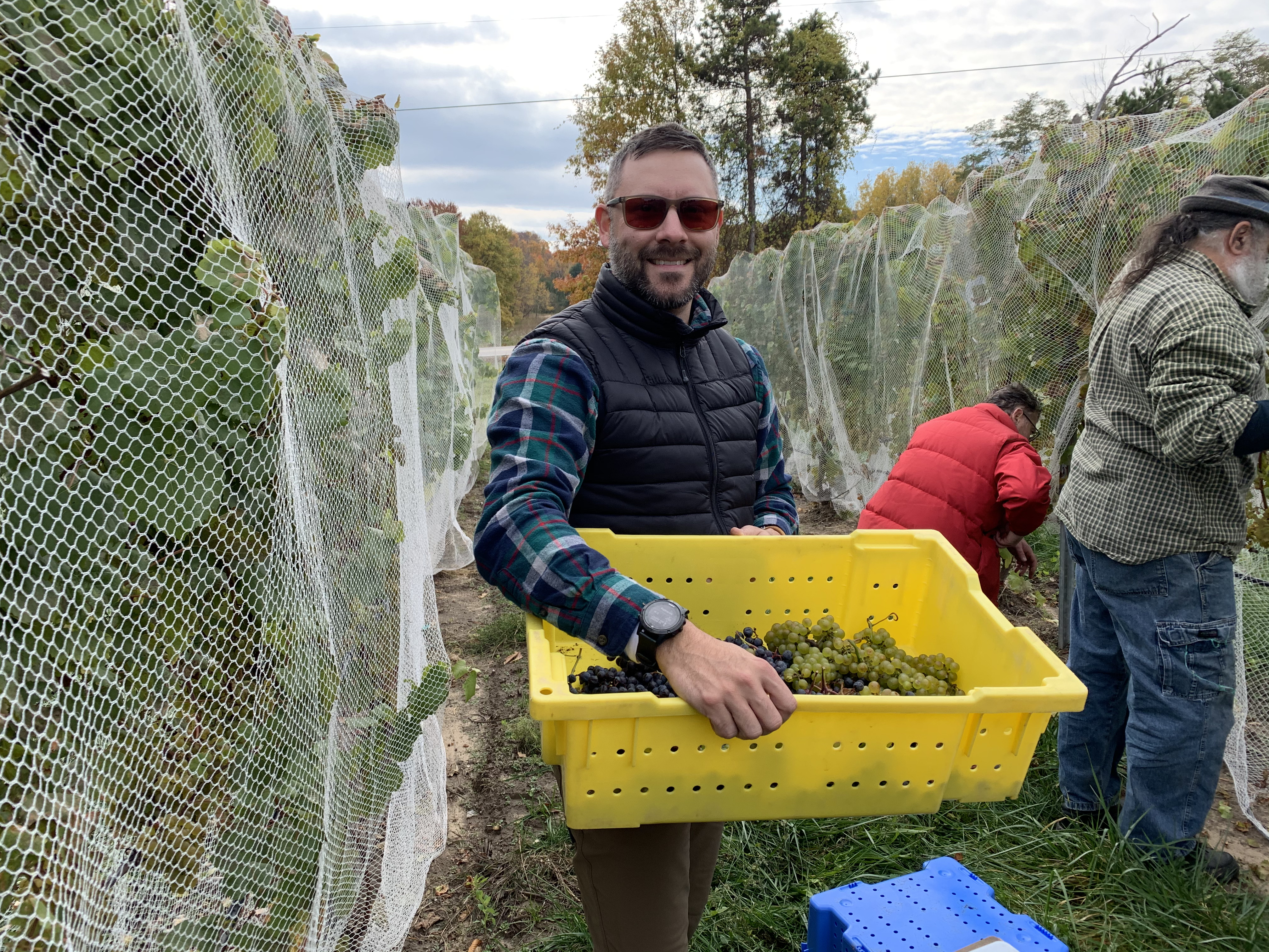 Grapes collected for wine