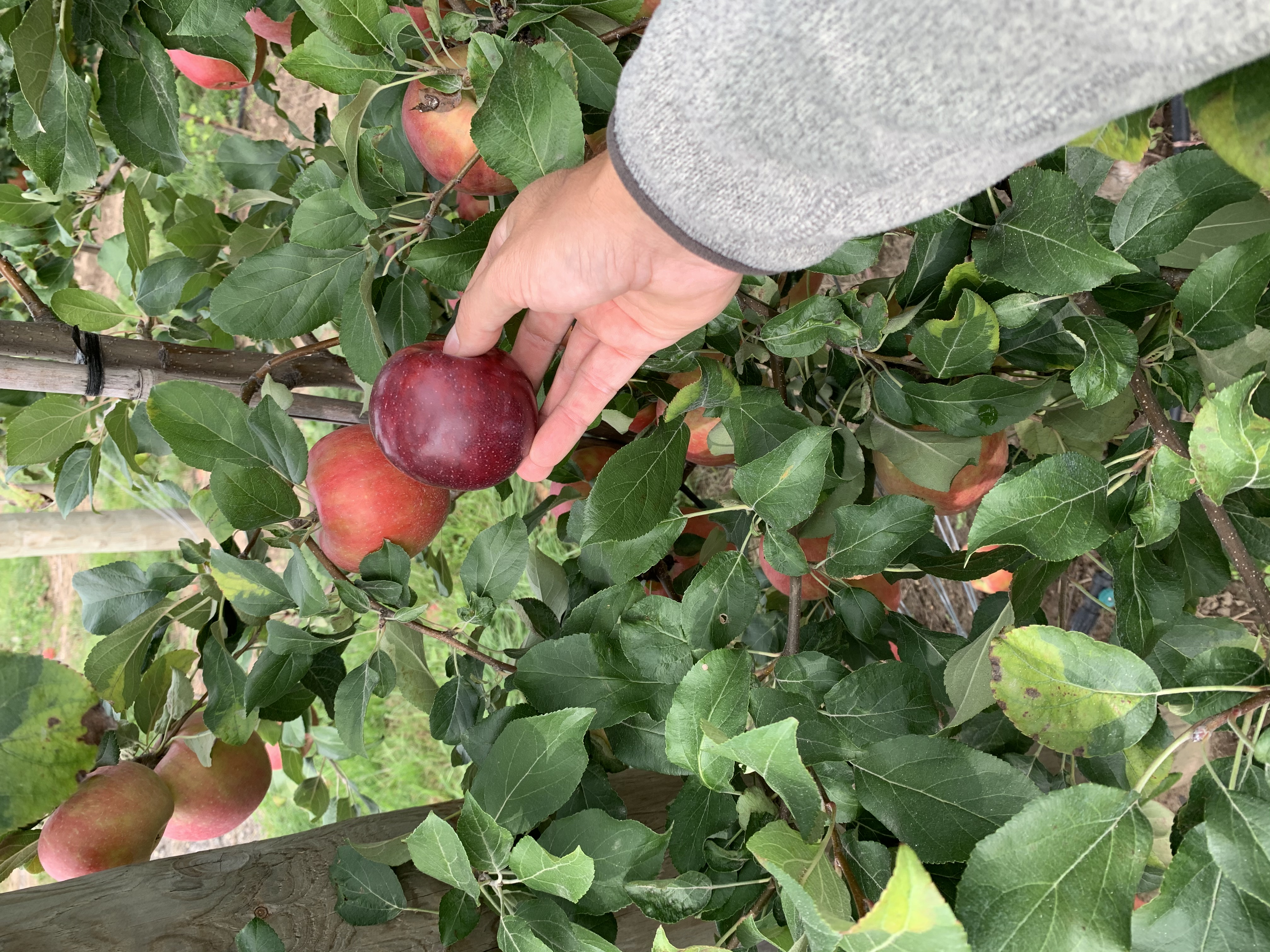 Close up of Apples