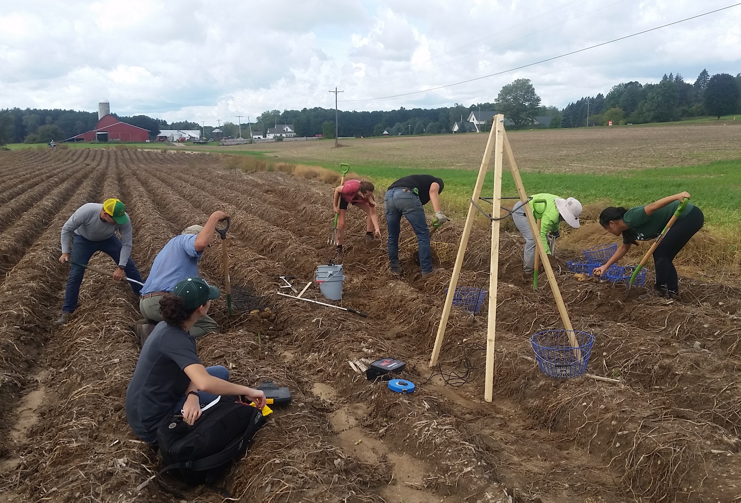 Harvesting potatoes by hand to assess differences in fertilizer treatments