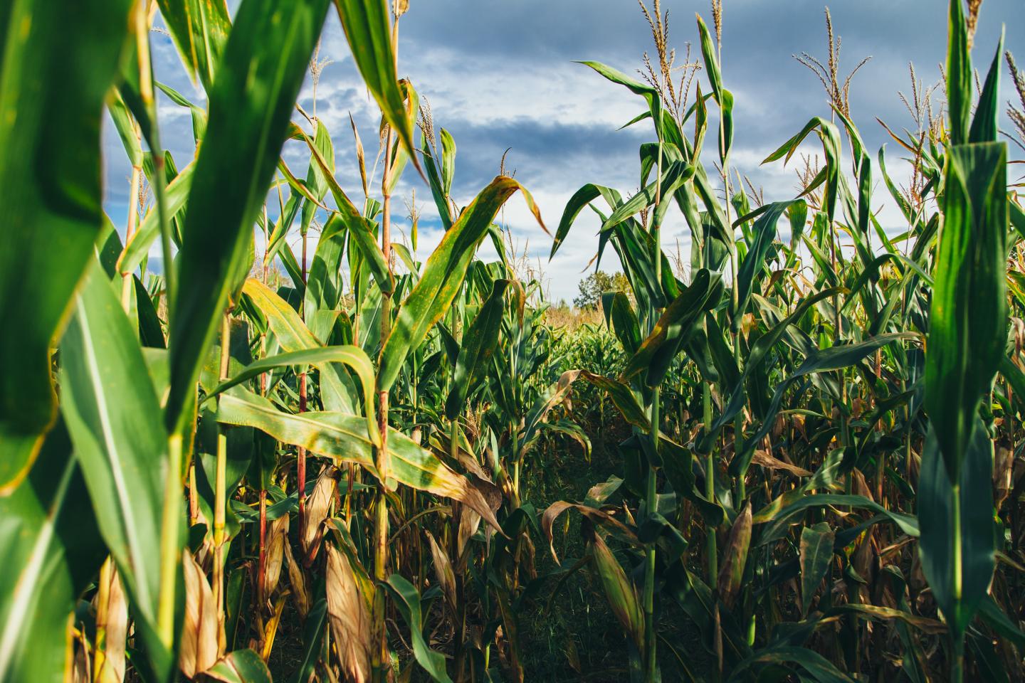 Adaptation, not irrigation recommended for Midwest corn farmers