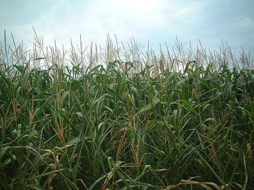 Midwest farmers who plan ahead could turn climate change into an agricultural advantage